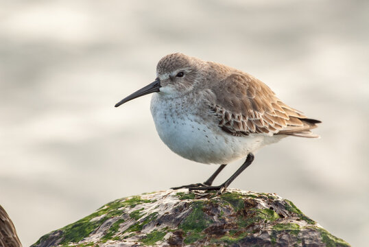 A small dunlin bird standing on an algae covered rock