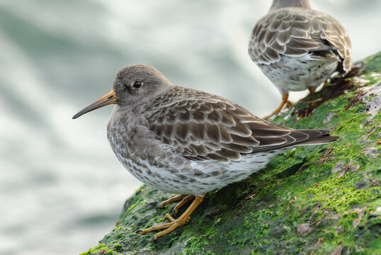 Purple sandpiper resting on a mossy green rock