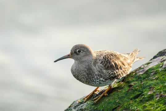 Purple sandpiper stands on an algae covered coastal rock
