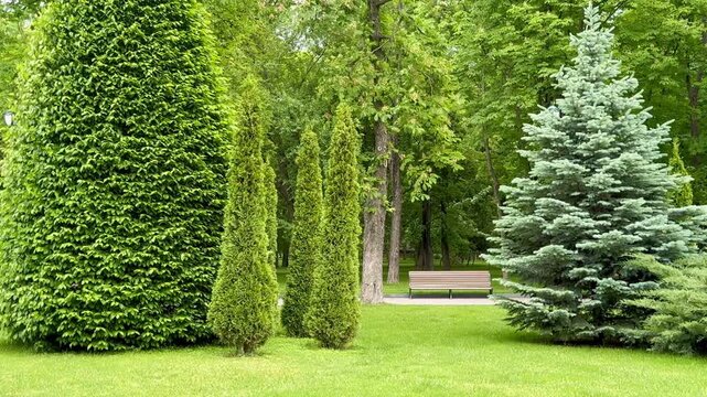 green hedge