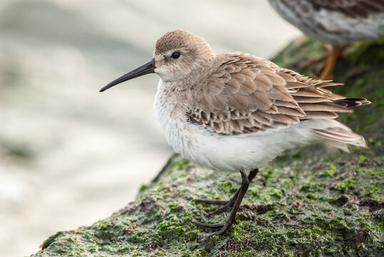 A small Dunlin sandpiper stands on a mossy rock