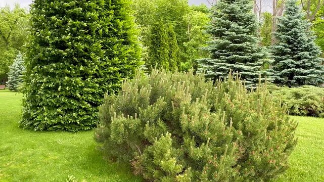 green grass in a garden