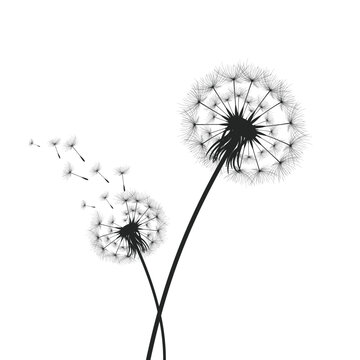 Vector illustration dandelion time. Black Dandelion seeds blowing in the wind. The wind inflates a dandelion isolated on a white background. Perfect for nature designs, botanical prints, wall art, gre