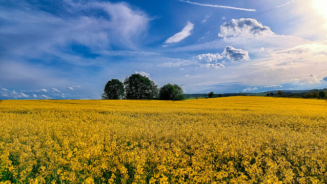 Rapsfeld mit Baumgruppe