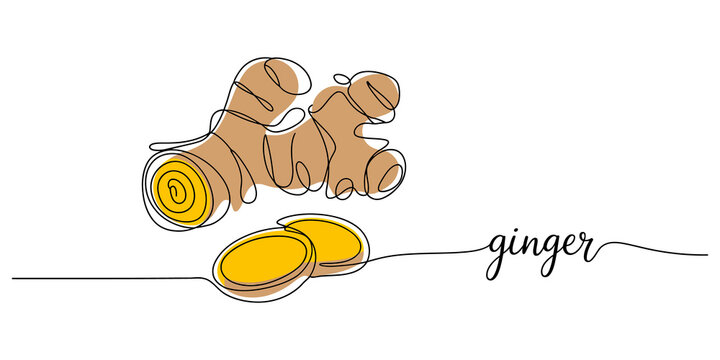 continuous one line drawing Ginger root, fresh ginger, yellow ginger slices, spice illustration
