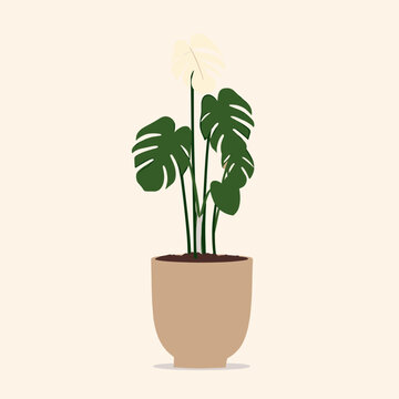 Elegant Variegated Monstera Albo Plant in Minimalist Vector