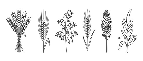 Obraz premium Wheat barley oats millet vector icon set featuring agricultural cereal grain stalks in outline style, isolated on white background, perfect for graphic design, farming logos, and organic food label.