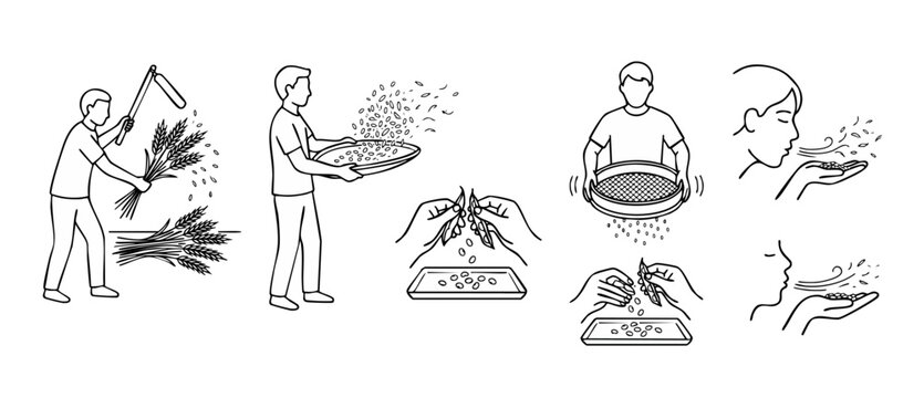 Agriculture harvesting process vector icons showing traditional manual methods of threshing winnowing shelling sifting and blowing chaff from wheat and beans highlighting clean minimal outline style