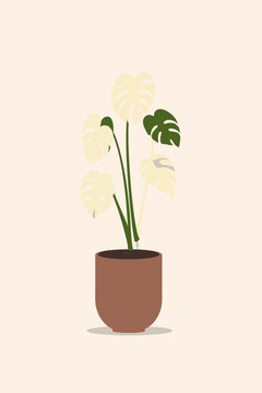 Elegant Variegated Monstera Albo Plant in Minimalist Vector