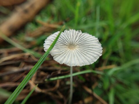Pleated Inkcap (Parasola plicatilis) is a type of mushroom in the shape of a folded paper from a close distance among the grass