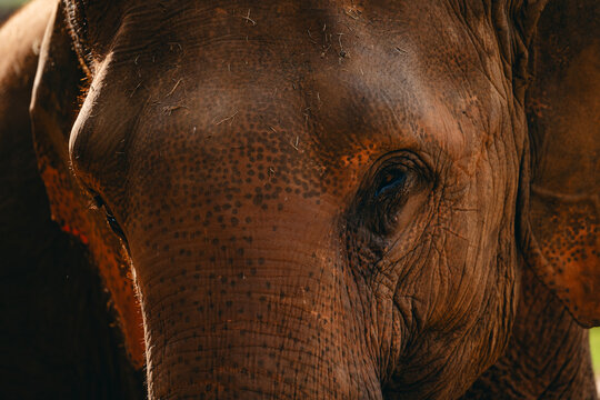 Elephant face close up showing textured skin and eye