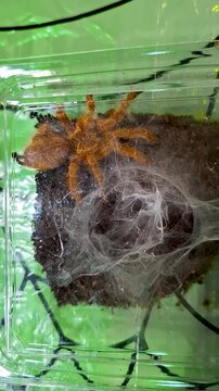 Orange baboon tarantula, Pterinochilus murinus, inside a terrarium with dense white web tunnel, exotic dangerous spider pet, close up.