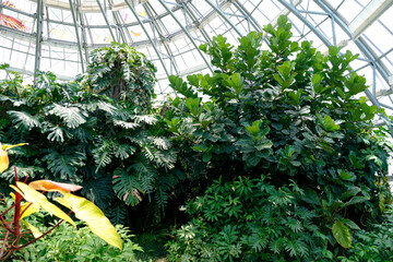 Green Monstera, Philodendron, and Ficus plants create a vibrant jungle display inside a huge glass conservatory. Bright daylight illuminates the thriving foliage © aapsky