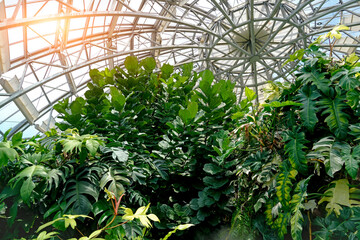 Lush green tropical plants grow abundantly inside a large glass-domed conservatory © aapsky