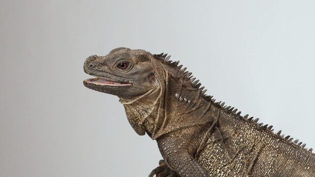Profile View of a Sailfin Lizard with Mouth Open on Grey Background