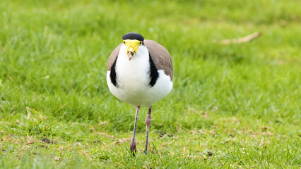 Fototapeta premium Masked Lapwing Bird Foraging on Green Grass in Australia