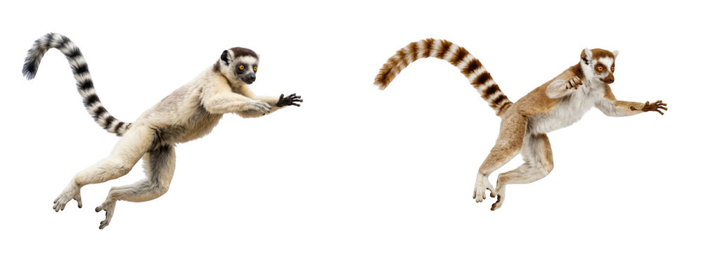 Two ringtailed lemurs jumping in the air isolated on transparent background