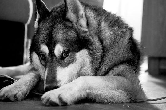Calmness.Wise loyal Siberian Laika Husky dog