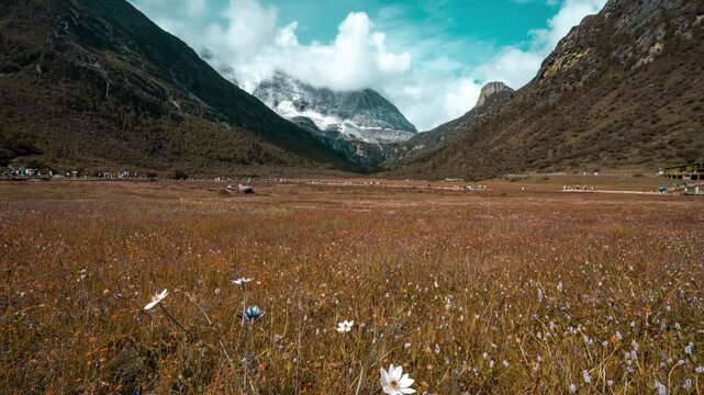 Wildflower Meadow and Snowy Peaks in Yading Nature Reserve, Sichuan in Yading Nature Reserve, Sichuan, China
