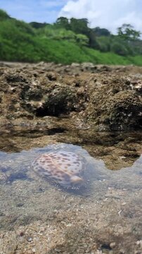Live Cowry in the Intertidal Pools of Galathea Bay in Great Nicobar Island