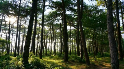 Fototapeta premium Tranquil morning sunlight filters through the dense canopy of a peaceful pine forest