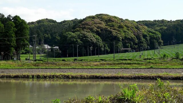 朝の静岡県袋井市で茶畑と水田の間を通過するローカル線