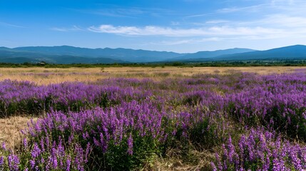 Fototapeta premium A vast scenic field of vibrant purple lavender flowers stretches across the landscape under a clear blue summer sky