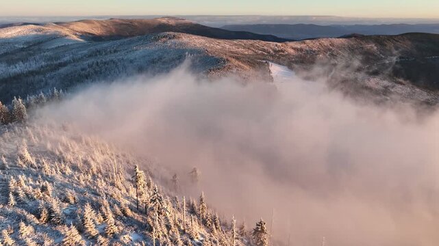 Winter Morning Forest Mist Aerial Backward Flight