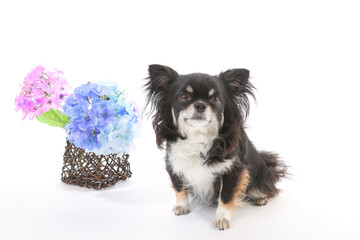 Obraz premium 白背景でお座りする黒チワワと紫陽花の写真