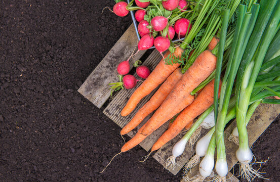 top view on bunch of organic carrots, oinions and radish harvest in garden and placed on a plank on the dirty ground