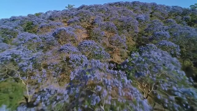 Hillside covered in flowering jacaranda trees under a clear blue sky, seen from above