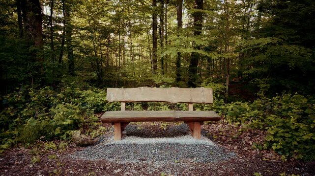 A rustic wooden bench sits on a gravel patch in a quiet forest clearing, surrounded by lush green undergrowth and tall trees with dappled sunlight.