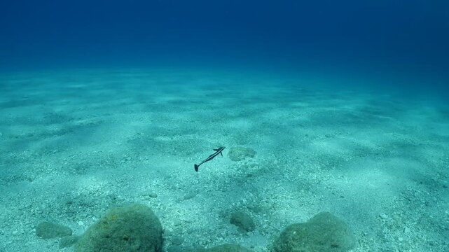 remora fish underwater swim in blue water pilotfish ocean scenery