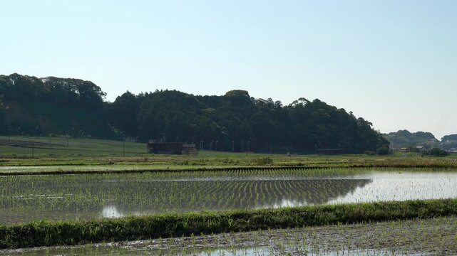 朝の静岡県袋井市で茶畑と水田の間を通過するローカル線