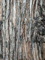 Obraz premium A macro shot of weathered, deeply grooved tree bark. Showcasing organic vertical ridges, mossy nuances, and the natural pits of the tree's texture.