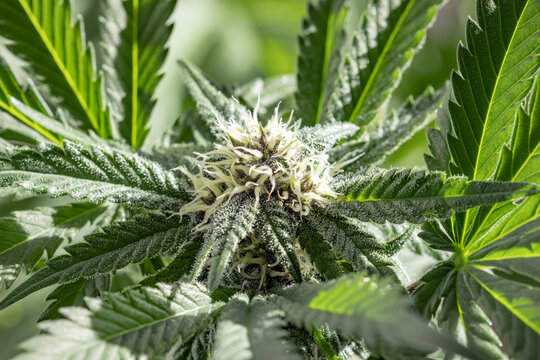 Cannabis_Bloom
