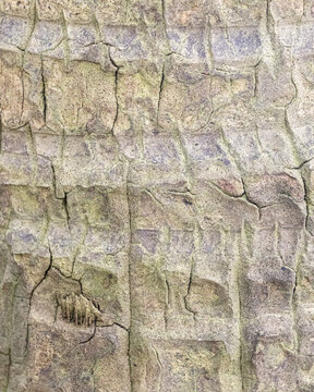 Natural Kentia Palm Bark Texture Background