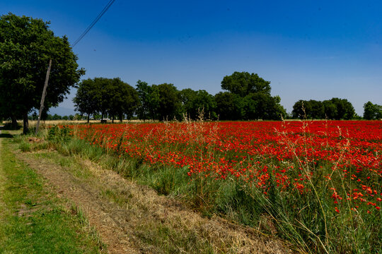 Strada di campagna cin alberi