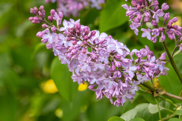 Obraz premium Fragrant pink lilac blossoms blooming in spring sunlight with soft floral texture and fresh natural garden atmosphere outdoors