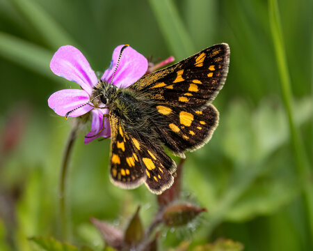 Carterocephalus palaemon