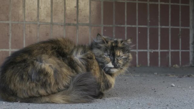 A scruffy tortoiseshell stray cat rests on an outdoor concrete pavement near a tiled wall. The scene represents a standard urban animal lifestyle concept recorded in real time.