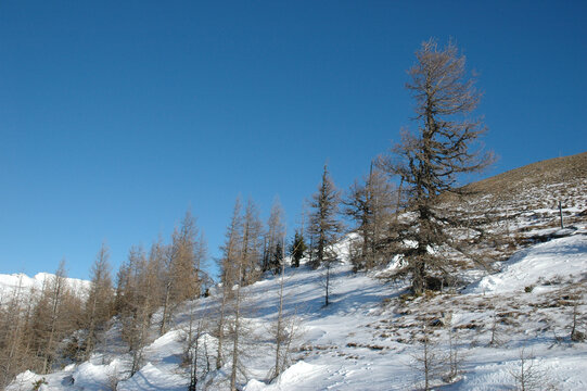 Scenic view of leafless larch trees growing on a snow covered mountain slope under a clear blue sky in Brunnach near Bad Kleinkirchheim