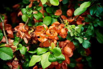 Pigwowiec pośredni, Chaenomeles ×superba © Marcin Łazarczyk