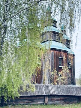 Wooden Church of Saint Parascheva in Pyrohiv framed by fresh birch leaves in spring. Traditional Ukrainian architecture in a peaceful museum landscape with soft green light filtering through trees