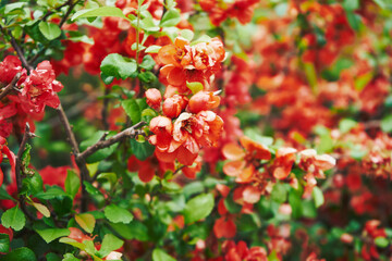 Pigwowiec pośredni, Chaenomeles ×superba © Marcin Łazarczyk
