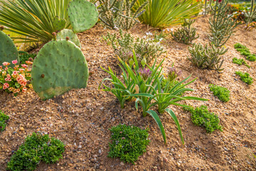 Succulents and drought tolerant low water plants in a garden