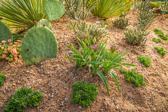 Succulents and drought tolerant low water plants in a garden