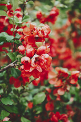 Pigwowiec pośredni, Chaenomeles ×superba © Marcin Łazarczyk