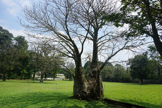 baobab tree kebun raya bogor