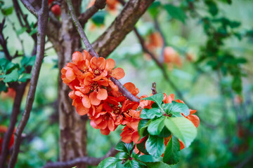 Pigwowiec pośredni, Chaenomeles ×superba © Marcin Łazarczyk